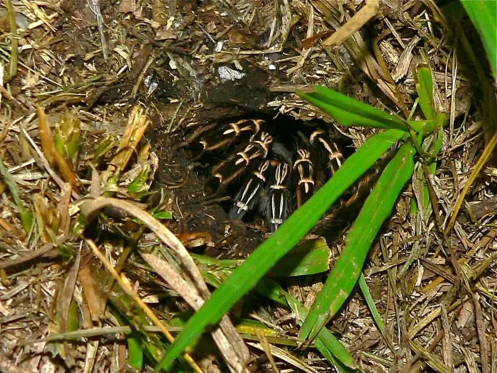 20704 costa rican zebra tarantula defense