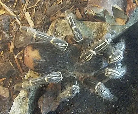 20704 costa rican zebra tarantula feeding