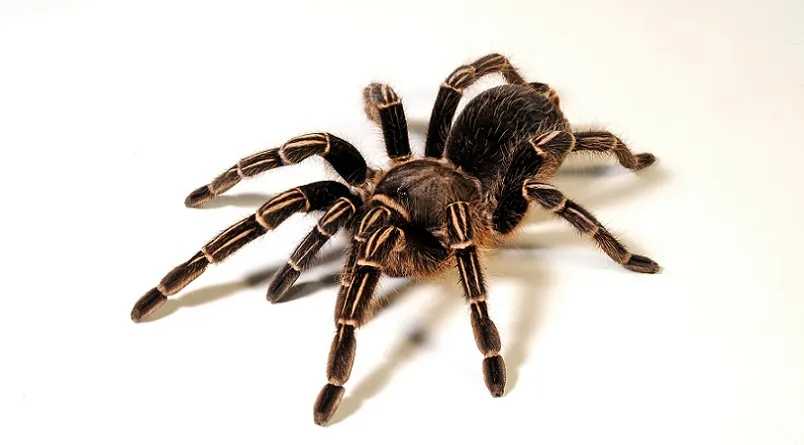 20704 costa rican zebra tarantula habitat
