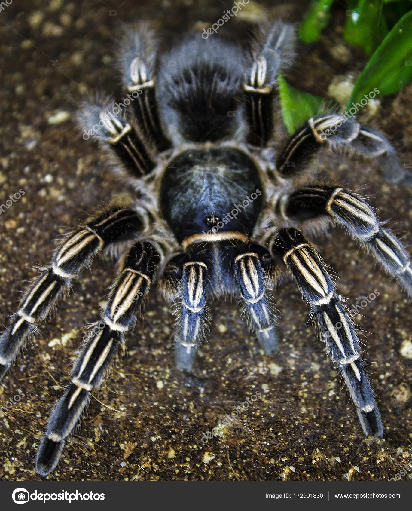 20704 costa rican zebra tarantula markings