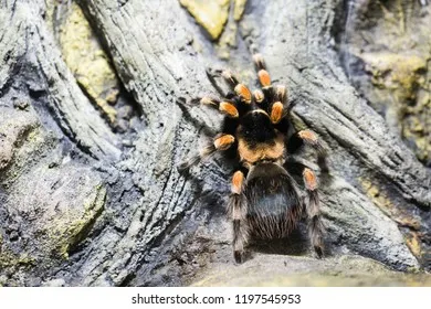/img/20704-costa-rican-zebra-tarantula-pet-owner.webp