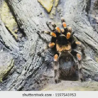 /img/20704-costa-rican-zebra-tarantula-pet-owner.webp