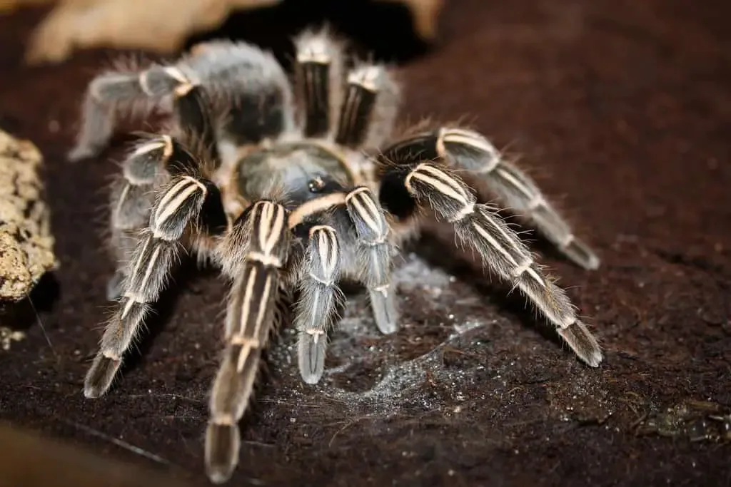 20704 costa rican zebra tarantula size