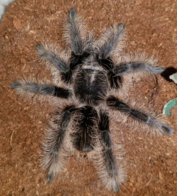 20705 pokies tarantula image 6