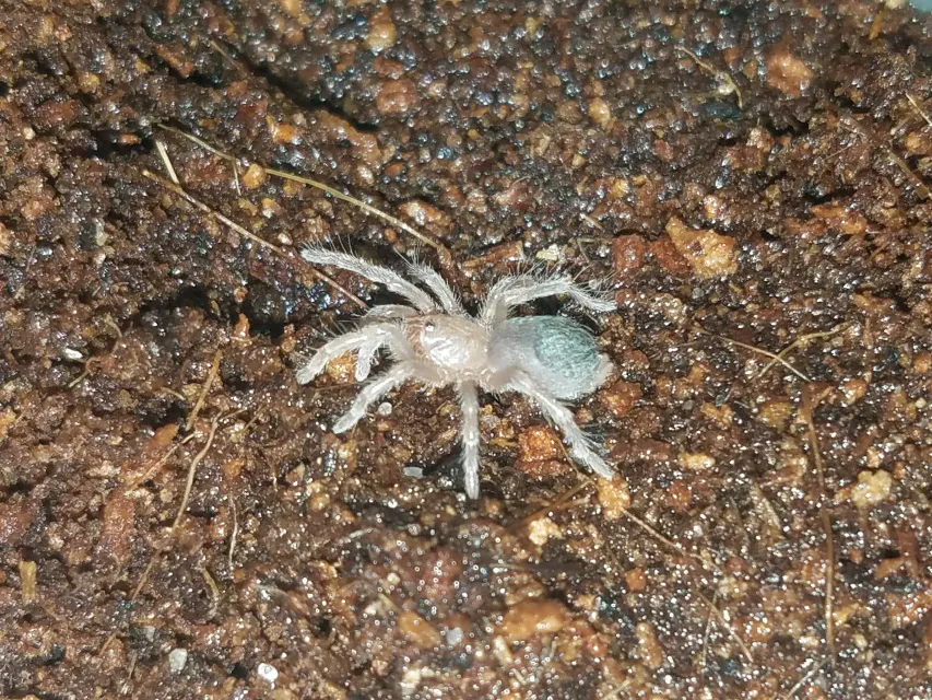/img/20705-pokies-tarantula-image-8.webp