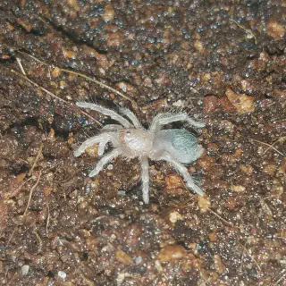 /img/20705-pokies-tarantula-image-8.webp