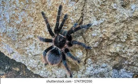 20708 tarantula health