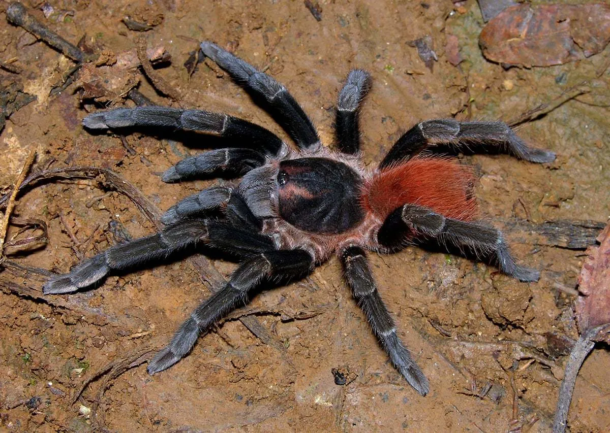 20708 tarantula substrate