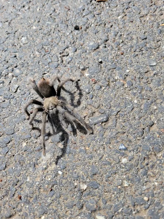 /img/20708-tarantula-water.webp