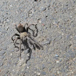 /img/20708-tarantula-water.webp