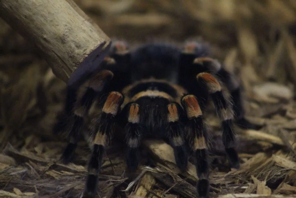 20711 red knee tarantula australia behavior