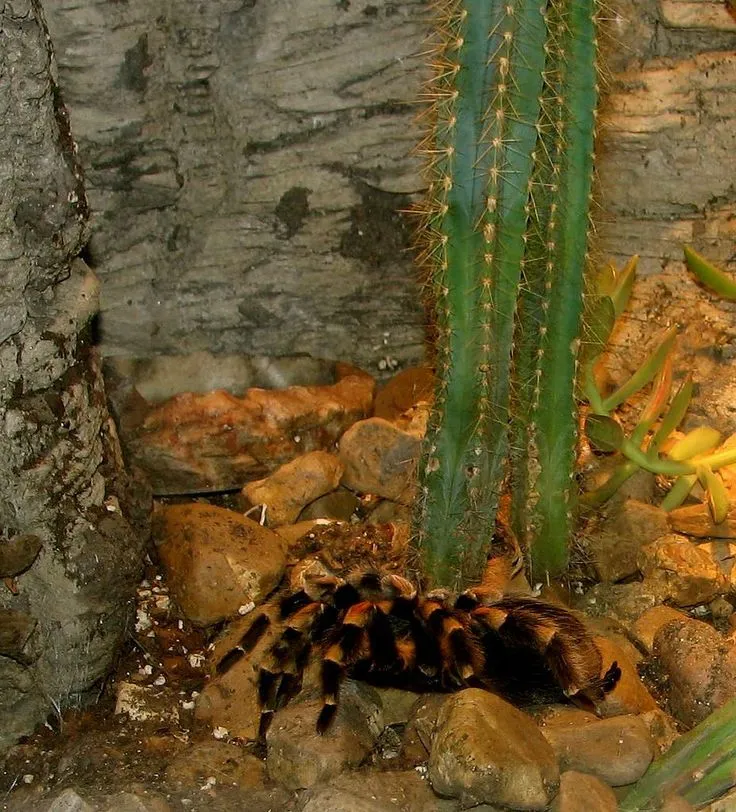20711 red knee tarantula australia feeding