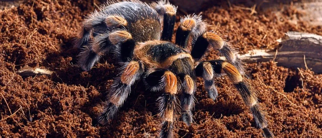20711 red knee tarantula australia markings