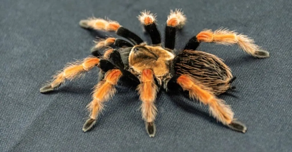 20711 red knee tarantula australia size