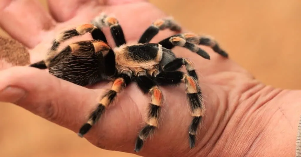 /img/20711-red-knee-tarantula-australia-threats.webp