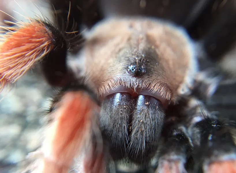20712 tarantula bite