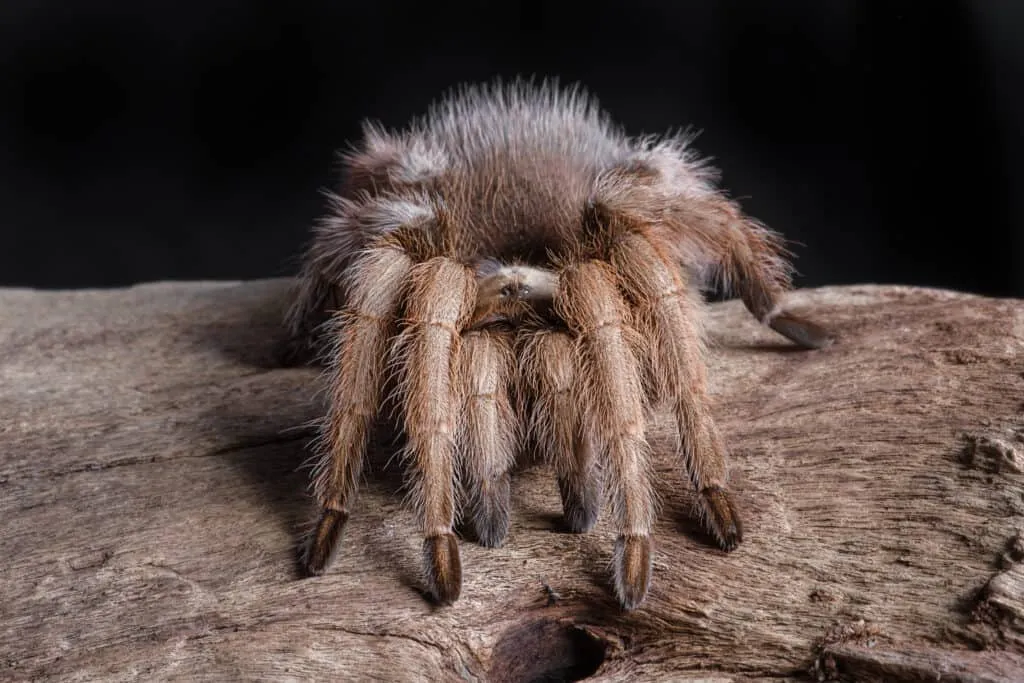 20712 tarantula venom