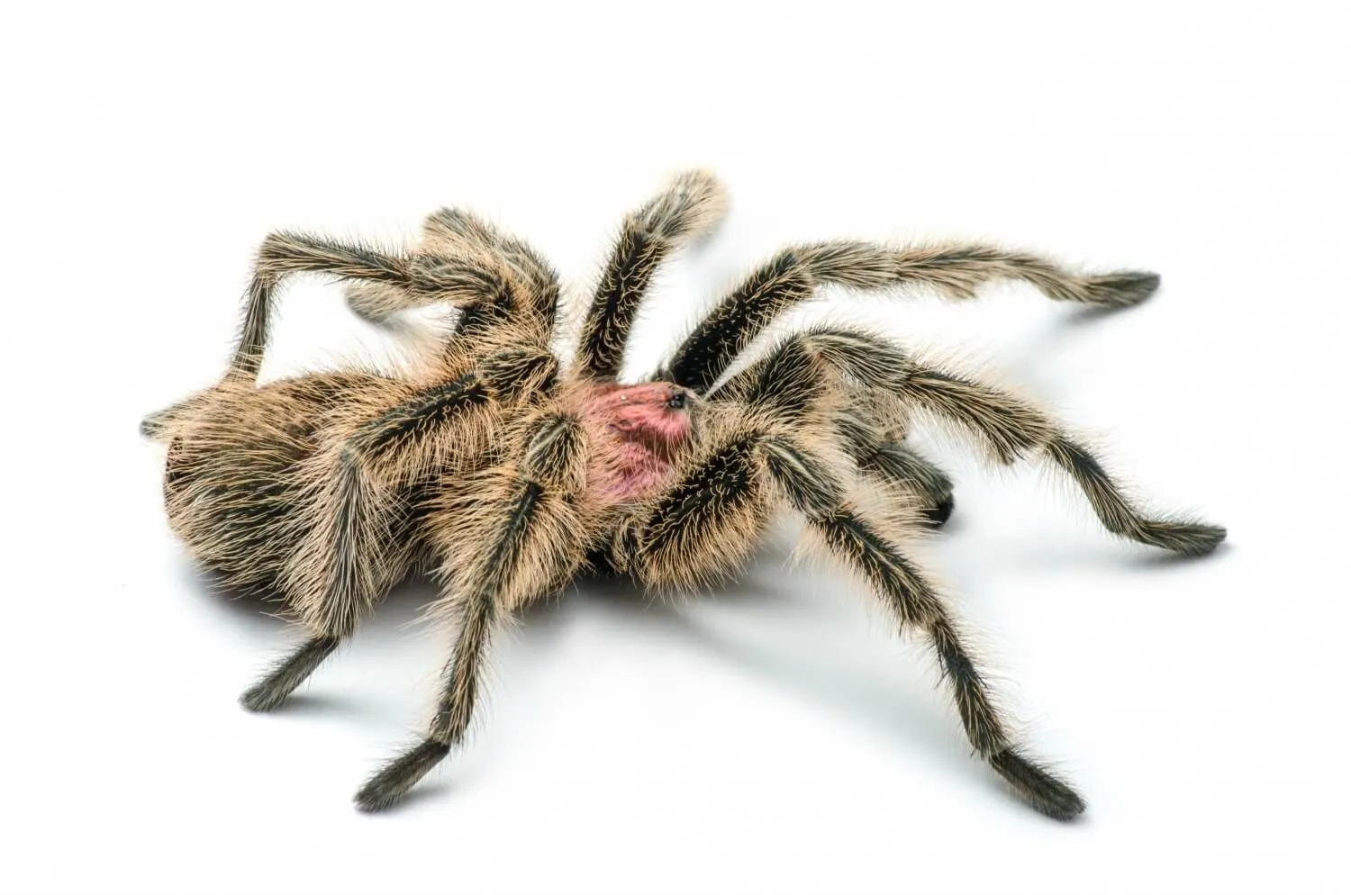 20713 chilean rose tarantula enclosure