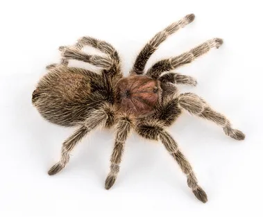 20713 chilean rose tarantula feeding