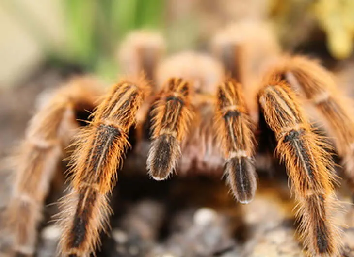 20713 chilean rose tarantula handling