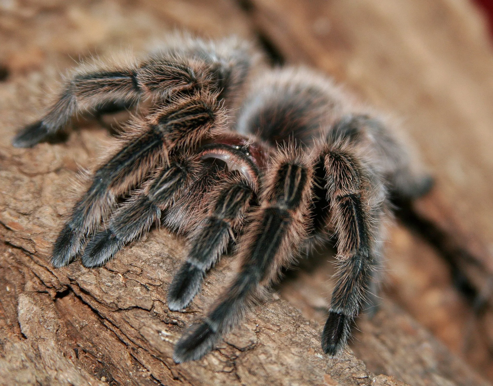 20713 chilean rose tarantula molting