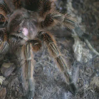 /img/20713-chilean-rose-tarantula-water.webp