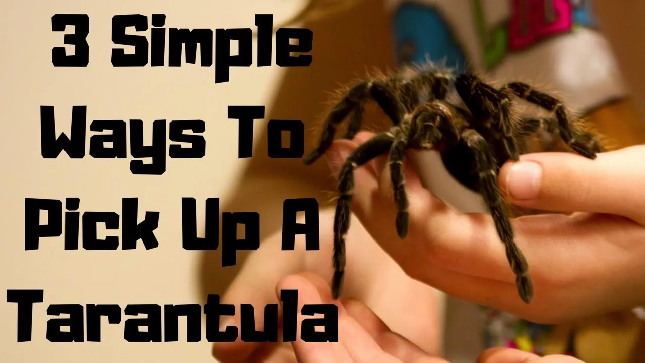 20714 tarantula enclosure