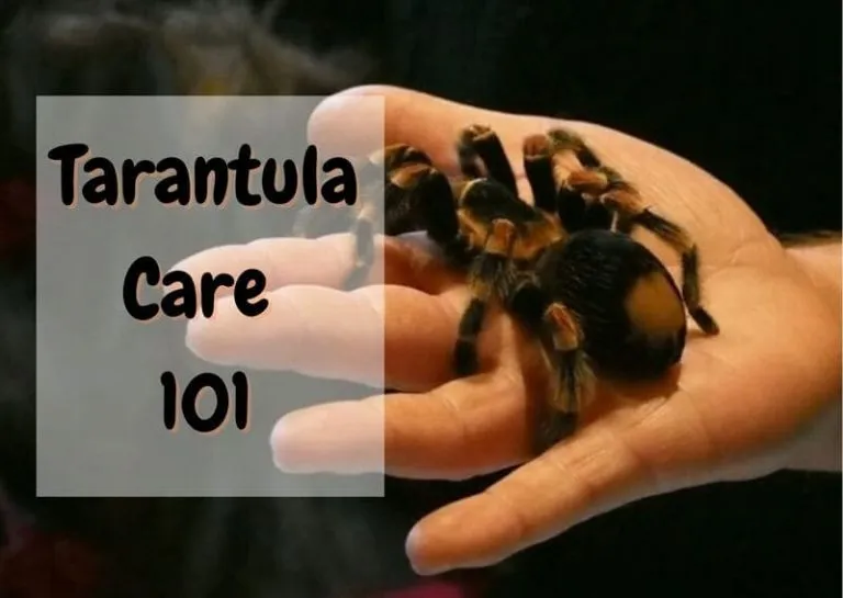 20714 tarantula handling