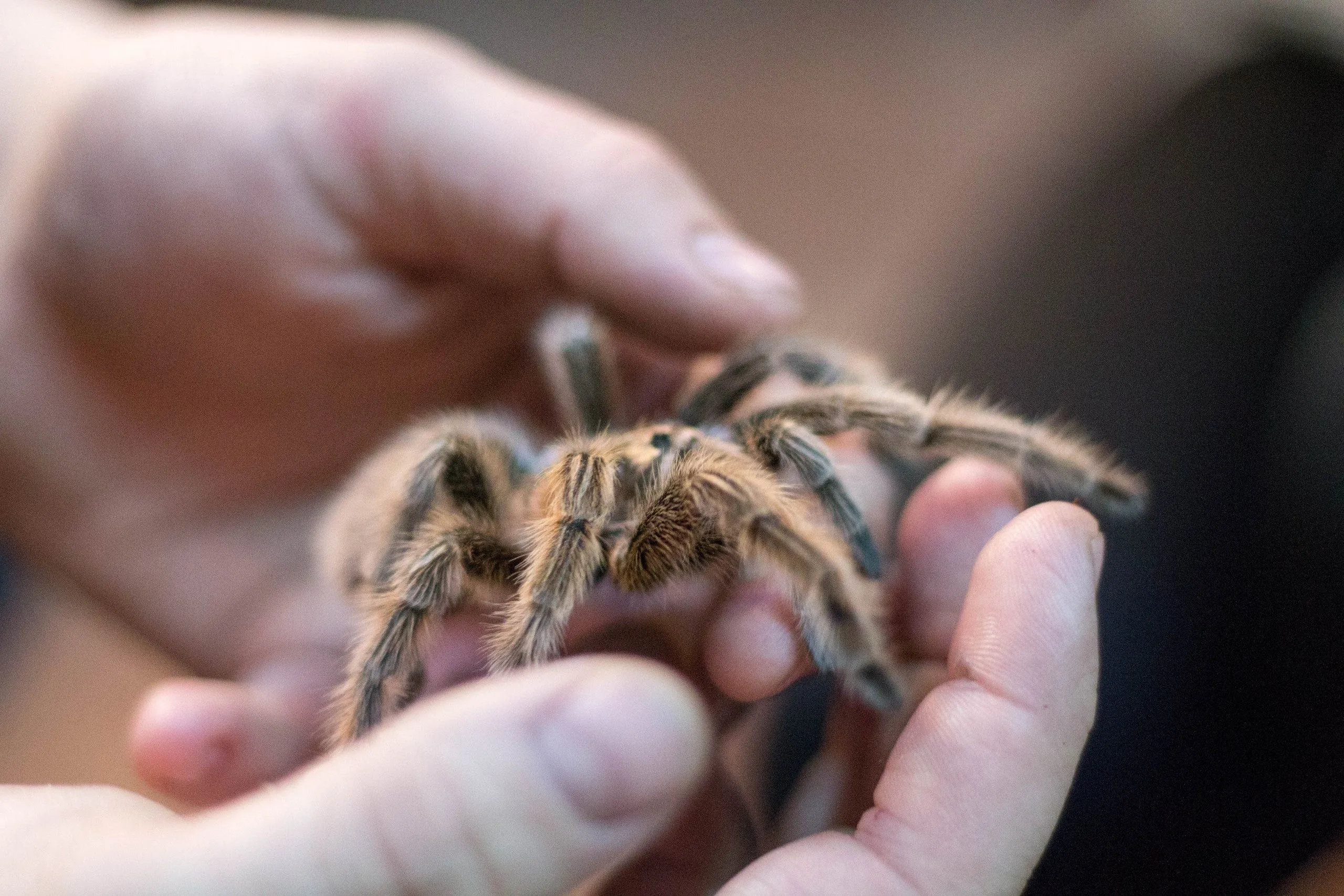 20714 tarantula health