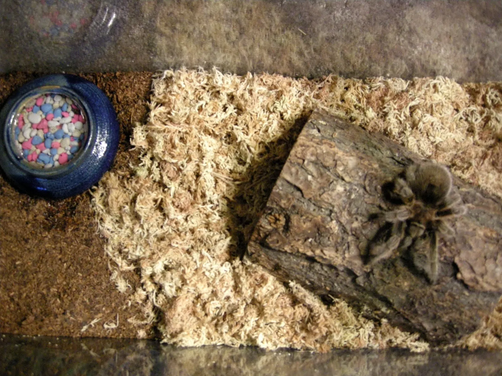 /img/20714-tarantula-molting.webp