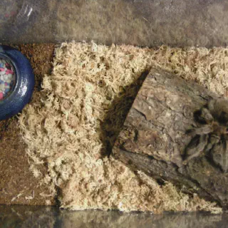 /img/20714-tarantula-molting.webp