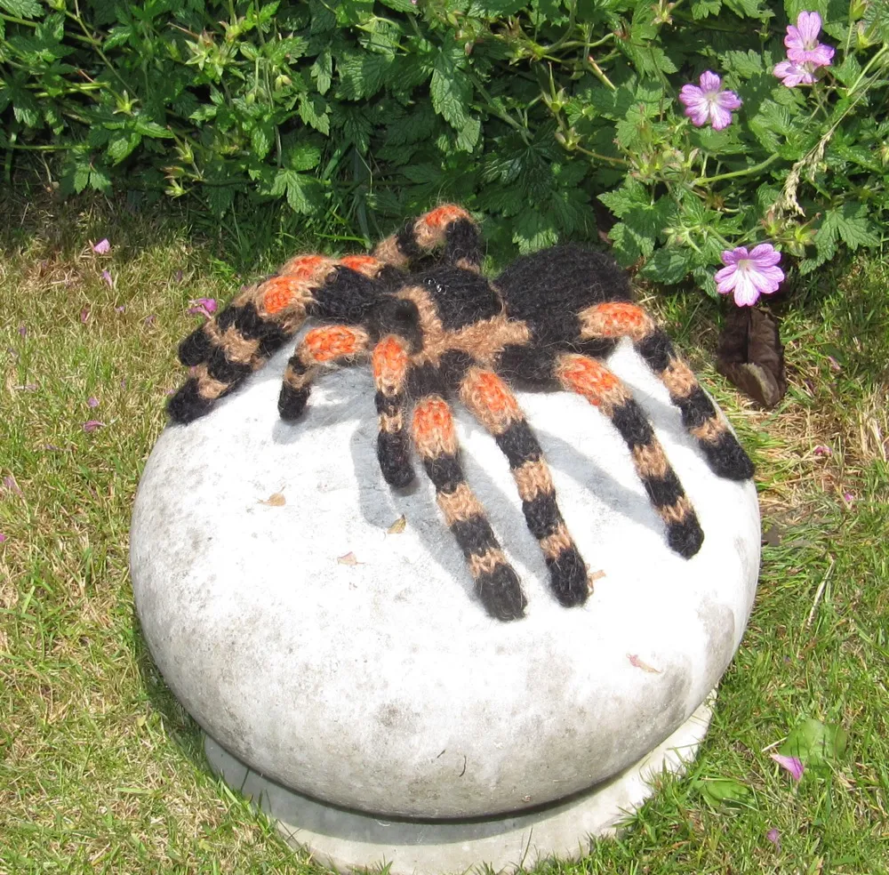 20714 tarantula species