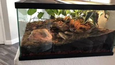 20715 tarantula ventilation