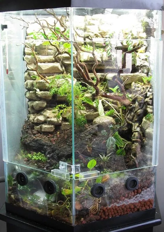 20717 african tarantula