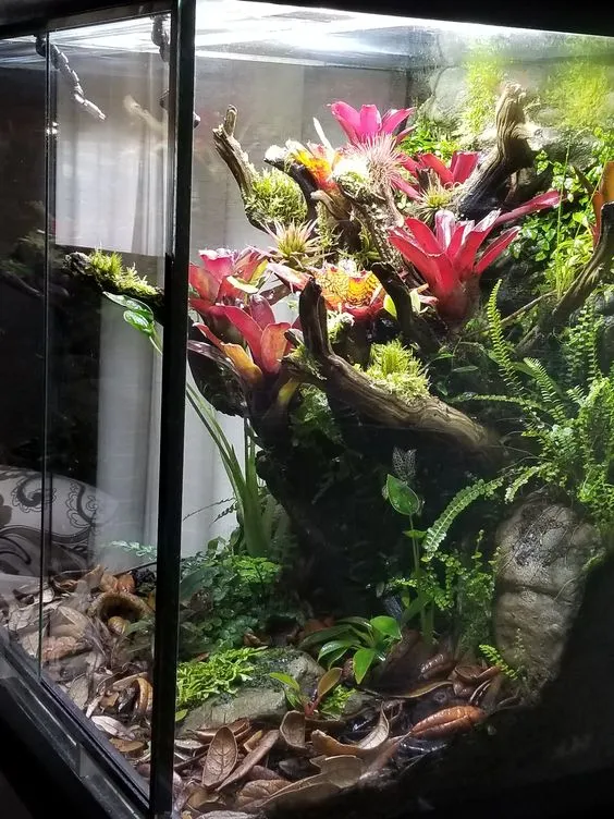 20717 arboreal tarantula