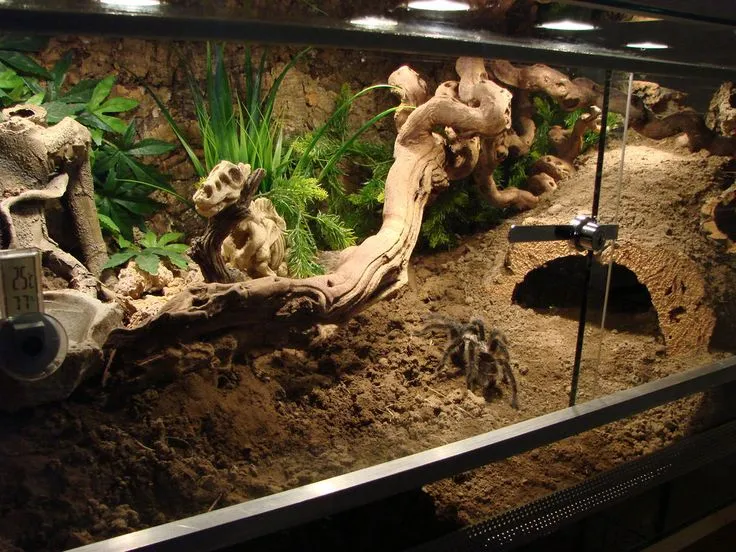 20717 burrowing tarantula