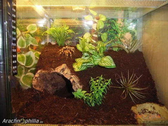20717 north american tarantula
