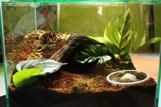 20717 south american tarantula