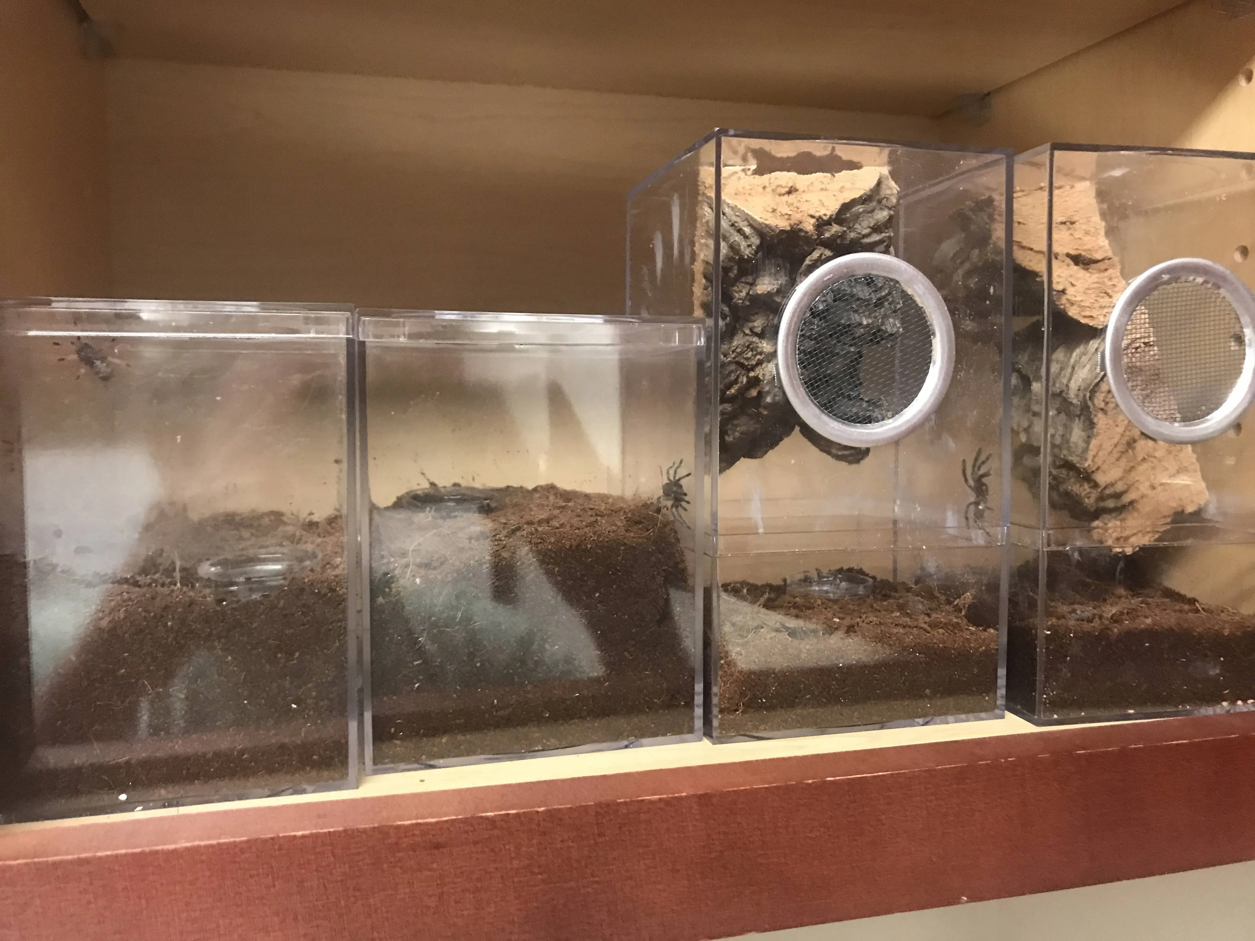 20717 terrestrial tarantula