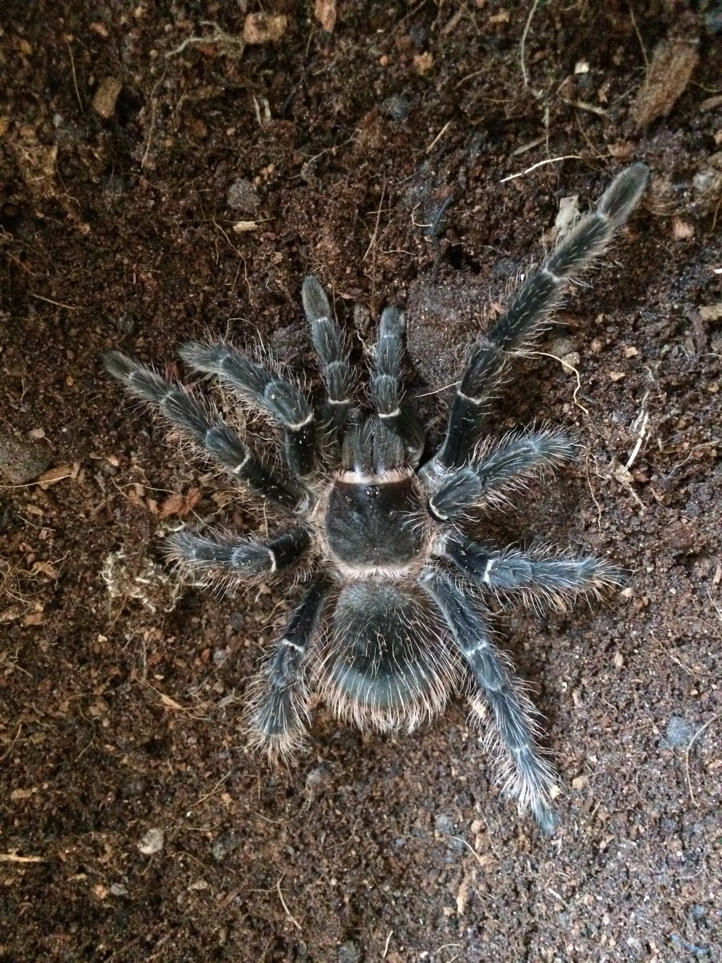 20718 lasiodora parahybana enclosure