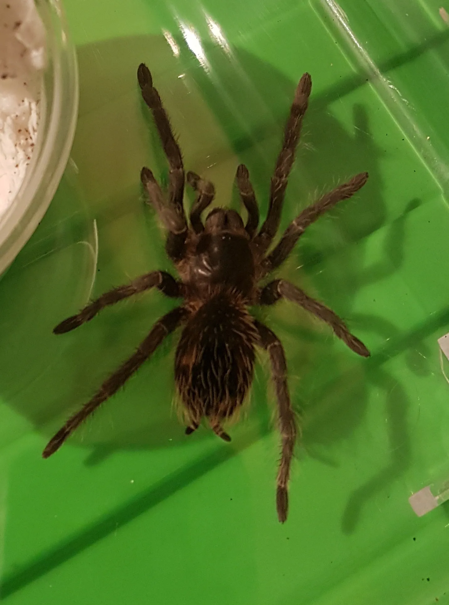 20718 lasiodora parahybana feeding