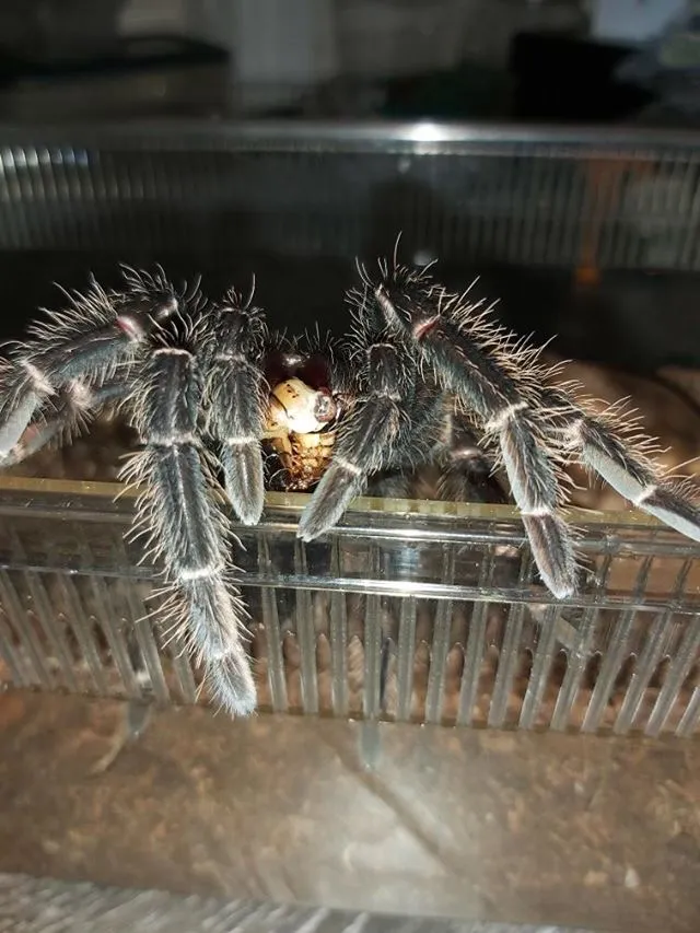 20718 lasiodora parahybana habitat