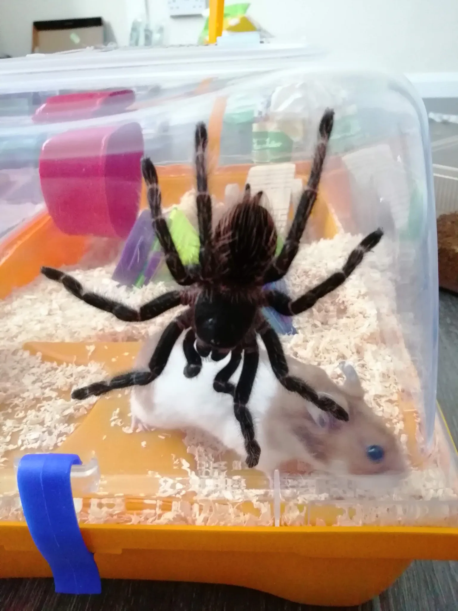 20718 lasiodora parahybana handling