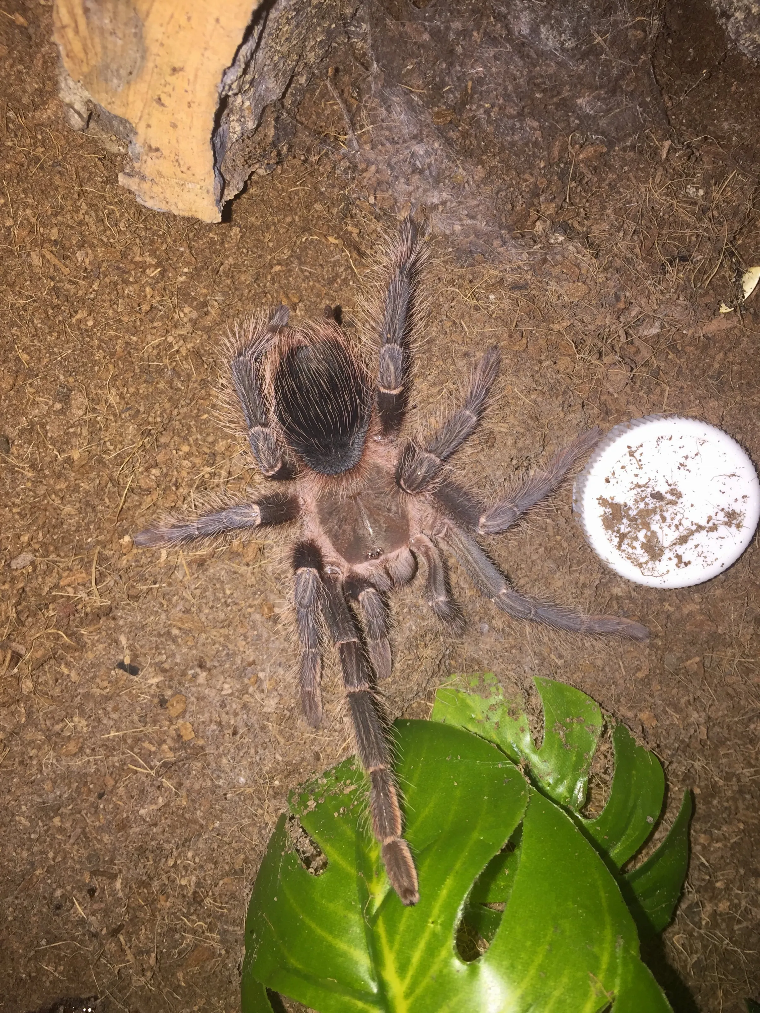 20718 lasiodora parahybana molting