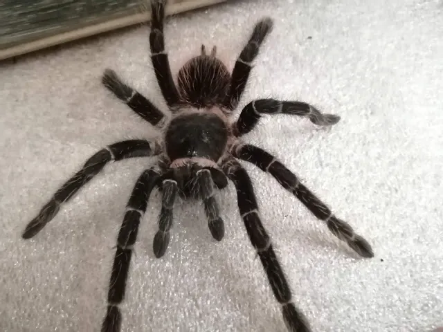 20718 lasiodora parahybana overview