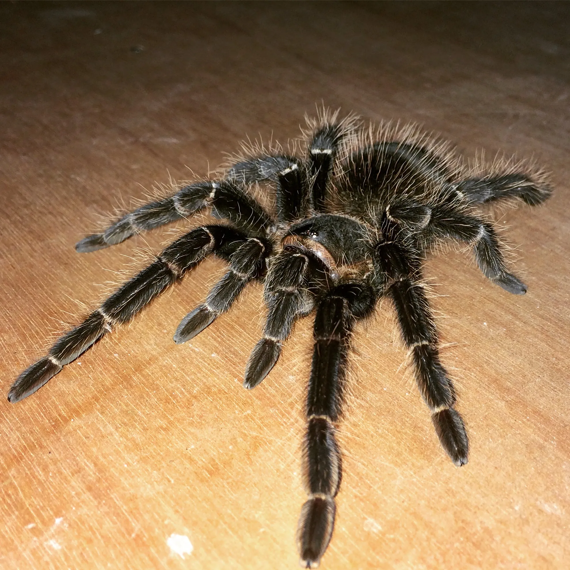 /img/20718-lasiodora-parahybana-substrate.webp