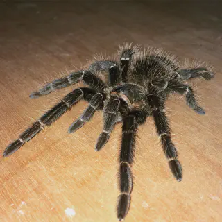 /img/20718-lasiodora-parahybana-substrate.webp