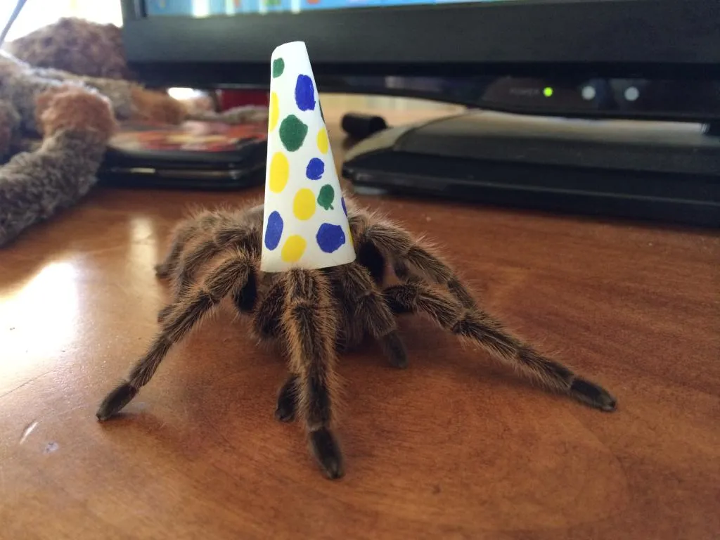 20719 cute tarantula hat image2