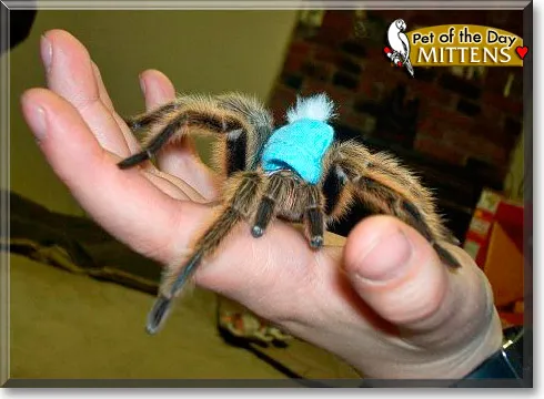 20719 cute tarantula hat image3
