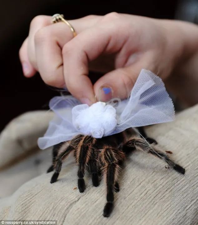 20719 cute tarantula hat image4
